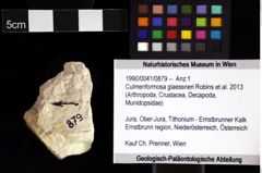 Foto (Objket + Etiketten) von Culmenformosa glaessneri (Robins et al., 2013) 